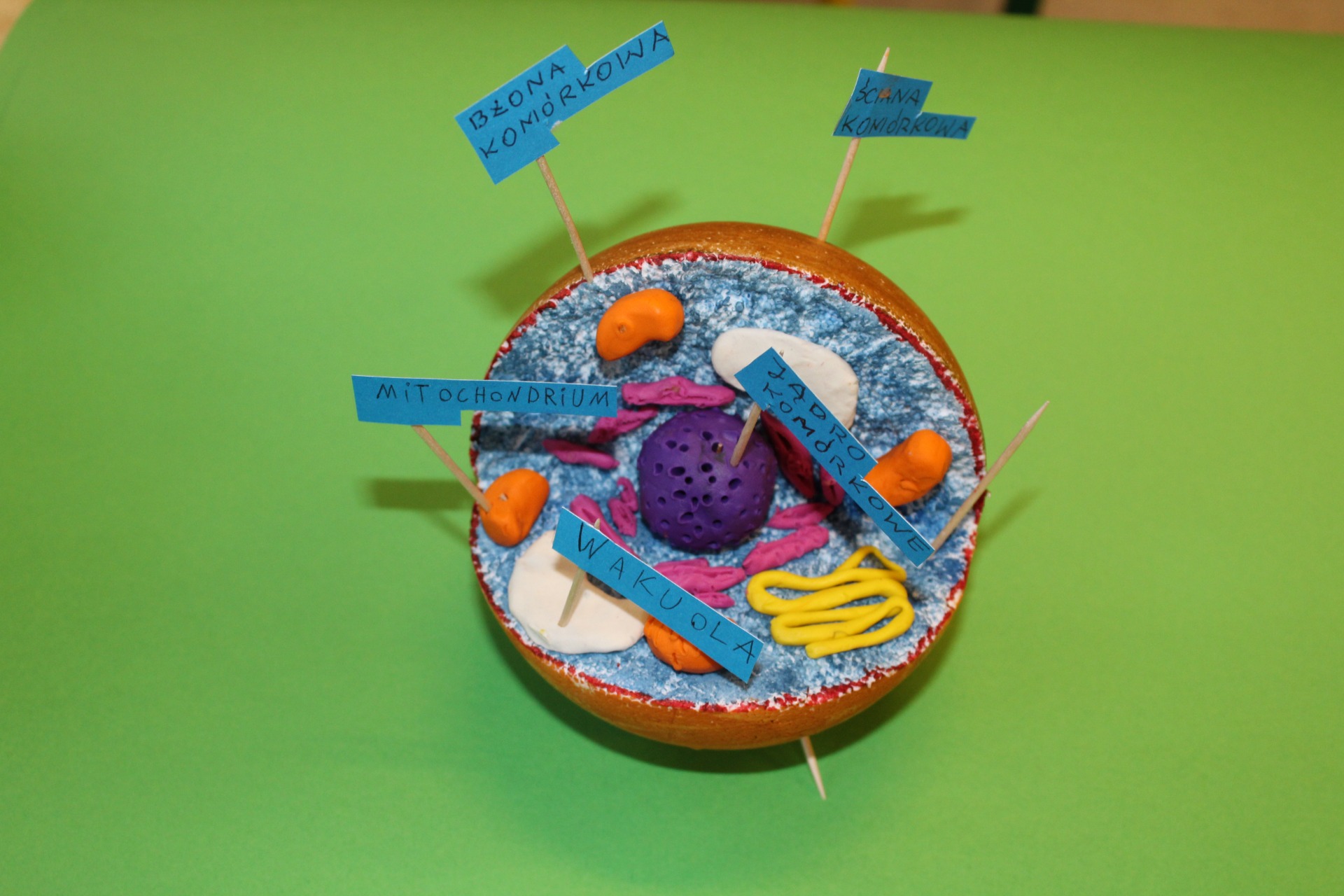 Modele komórek – wyzwalanie u uczniów kreatywności w działaniu  - Obrazek 6