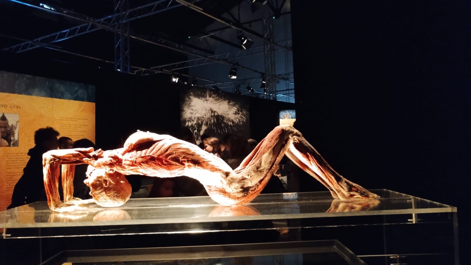 " Body Worlds & The Cycle of Life" - Obrazek 6