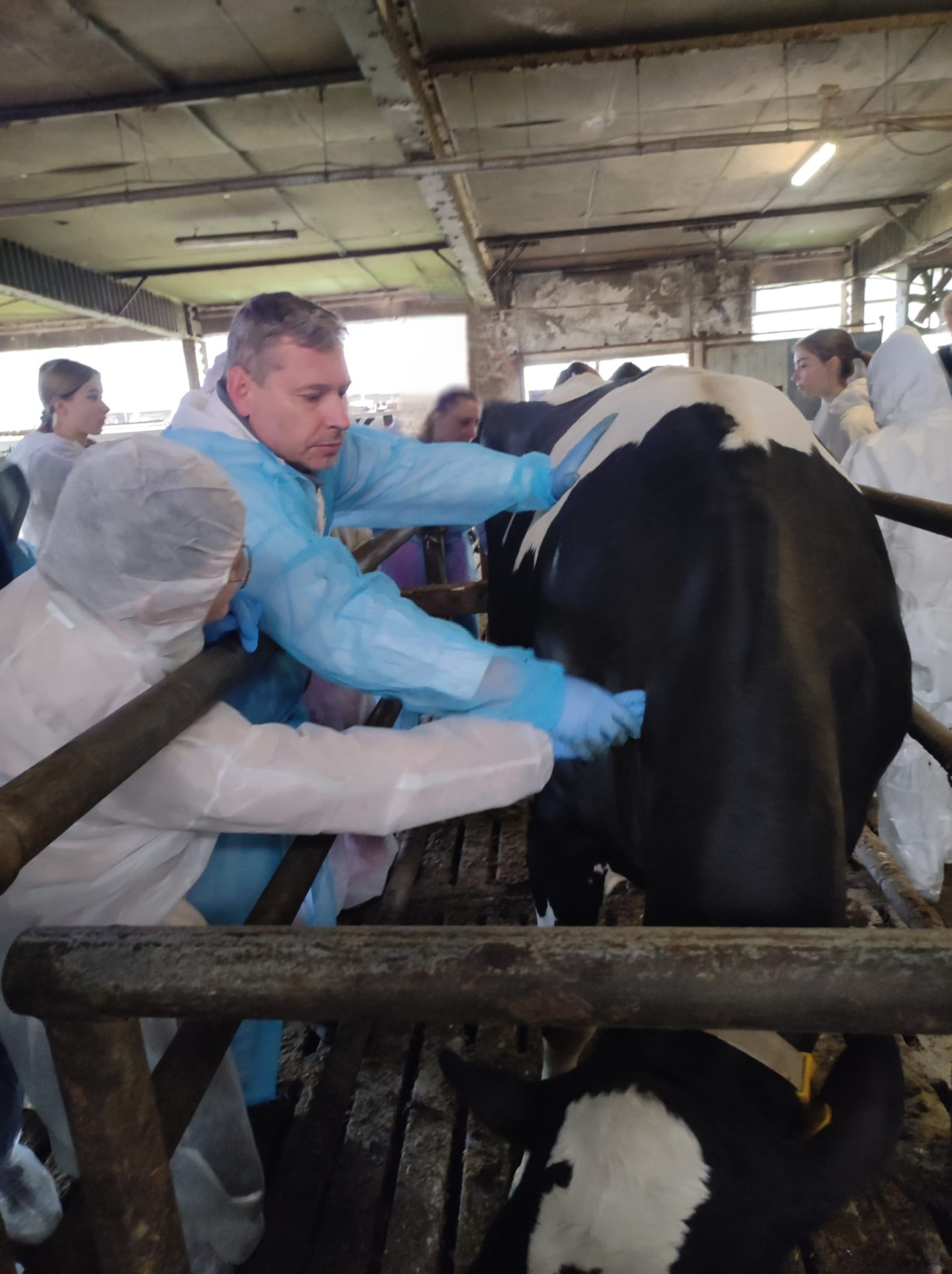 Zajęcia weterynarzy w gospodarstwie mlecznym - Obrazek 3