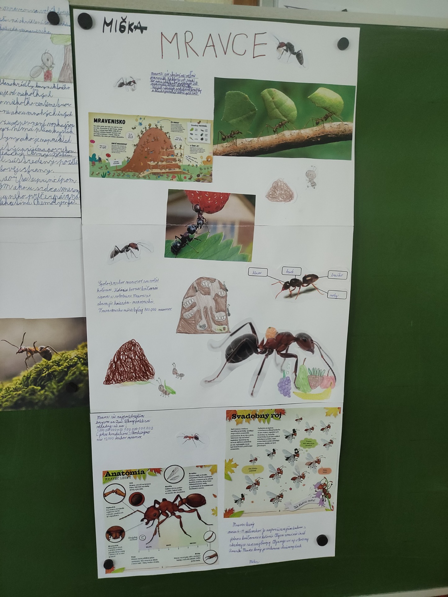 Projekt Spoločenstvo mravcov  - Obrázok 3
