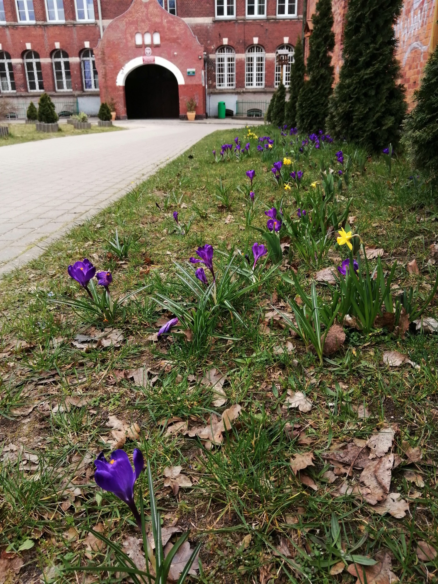 Wiosenne kwiaty zakwitły na terenie naszej szkoły