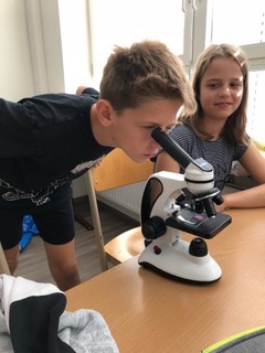 Mikroskopieren im Biologie Unterricht der 2. Klasse - Bild 2