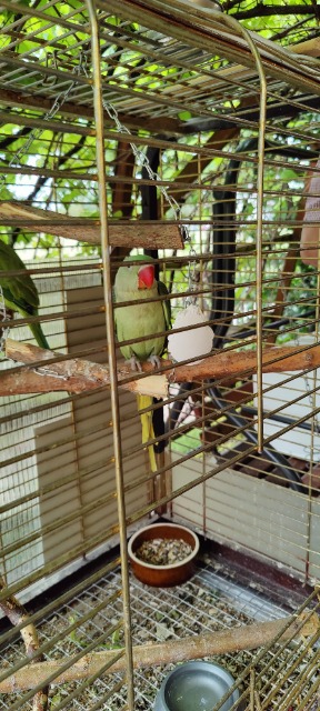 Ptaszki, ptaki, papugi - Obrazek 4