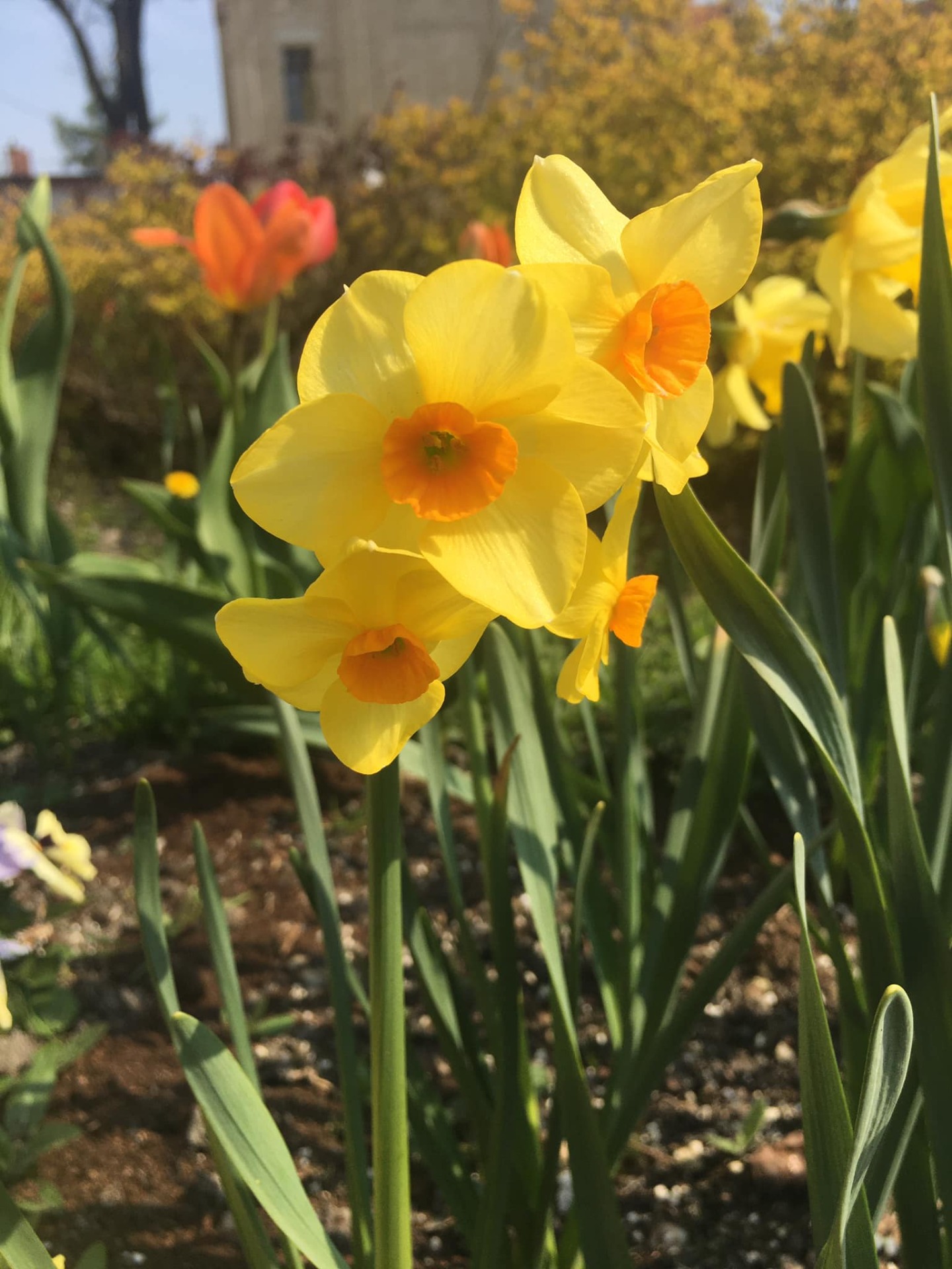 Kolory wiosny na dziedzińcu  - Obrazek 6