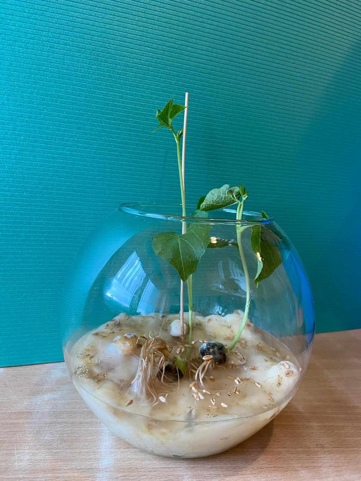 Roślina - fasola w szklanym naszyniu